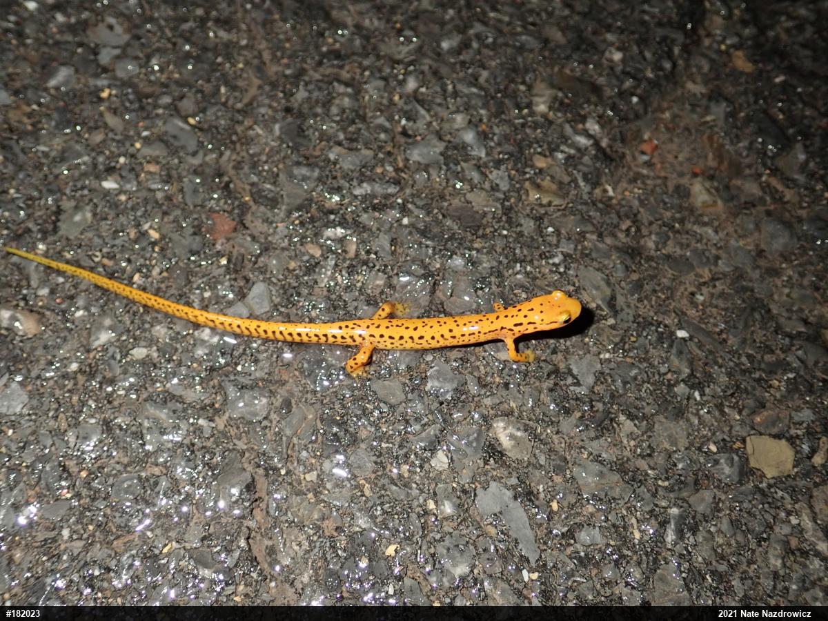 Eastern Long-tailed Salamander