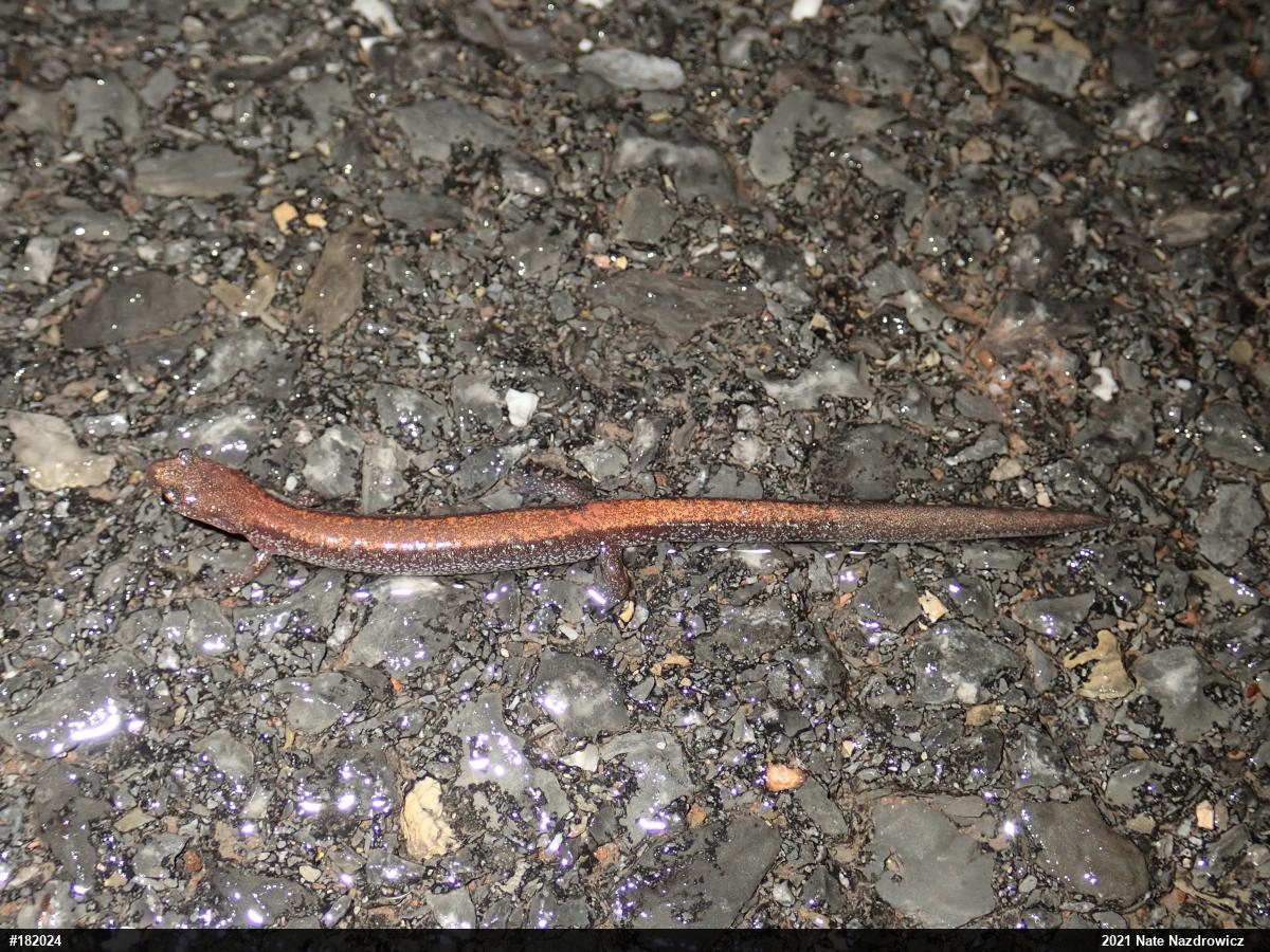 Eastern Red-backed  Salamander