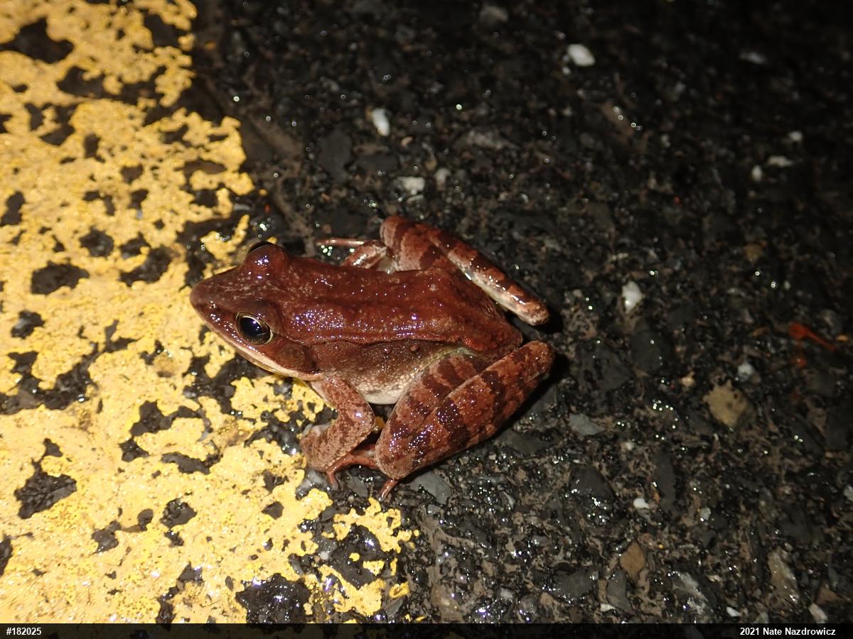 Wood Frog