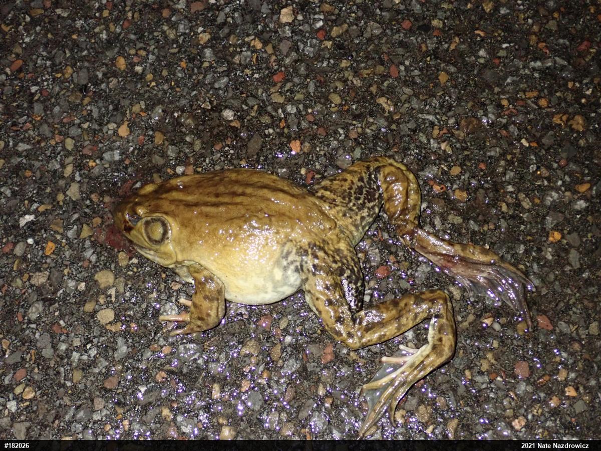 American Bullfrog
