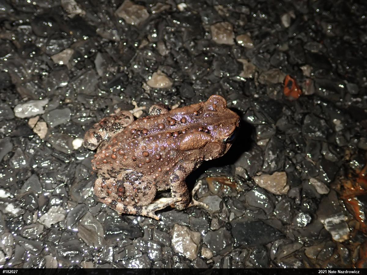 Eastern American Toad