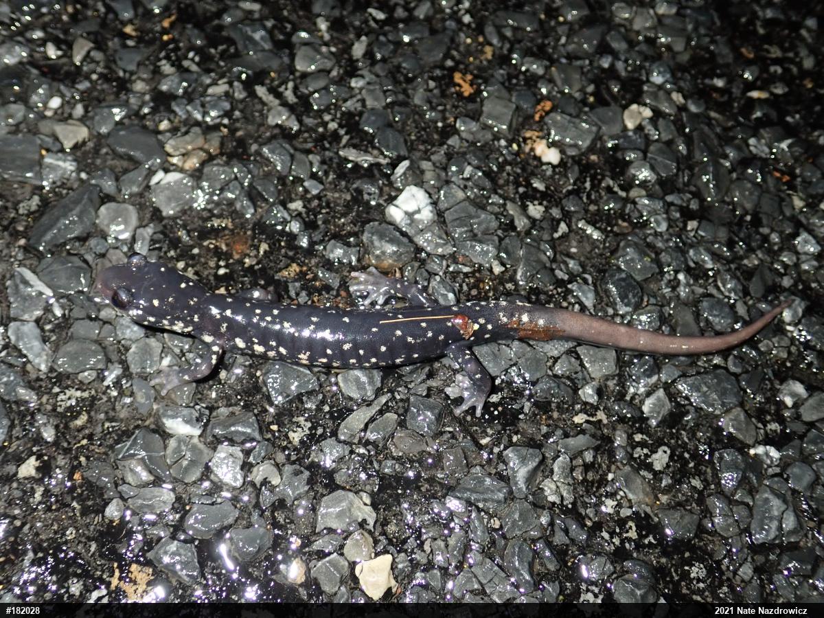 Northern Slimy Salamander