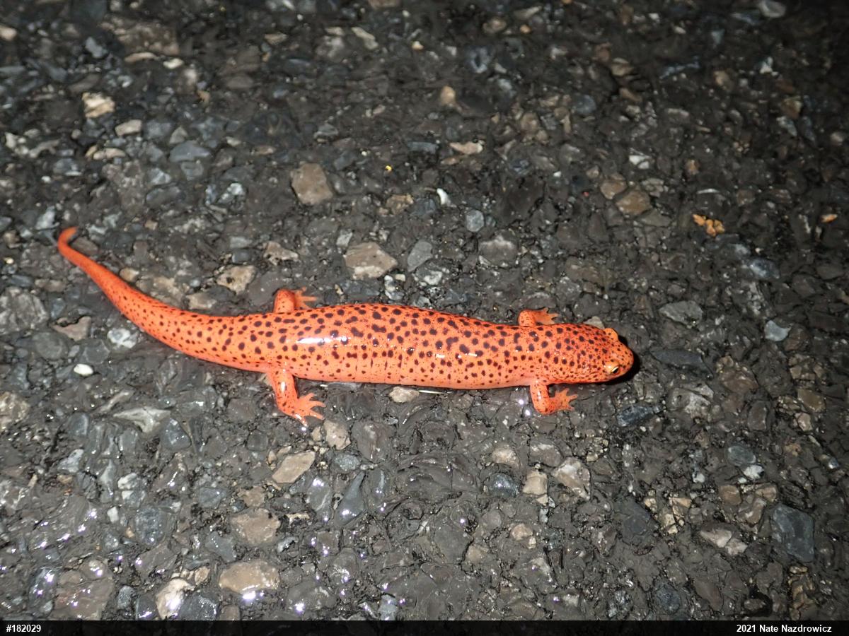 Northern Red Salamander