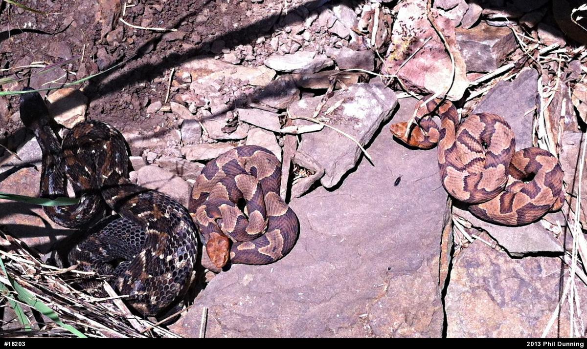 Northern Copperhead