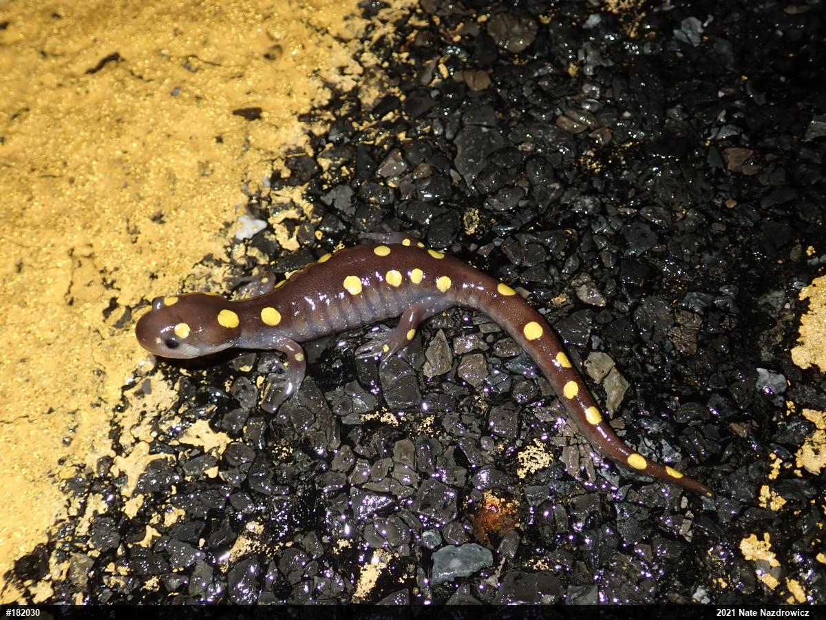 Spotted Salamander