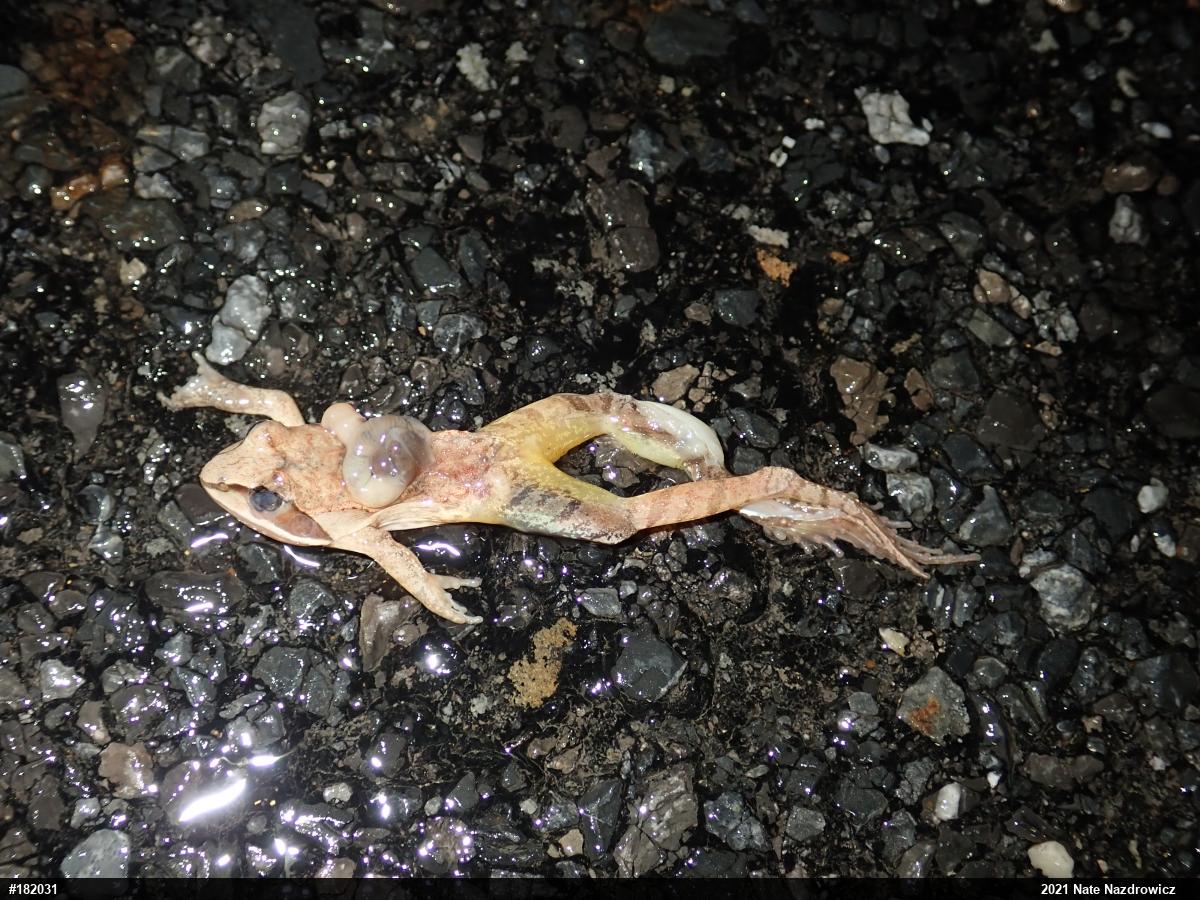 Wood Frog