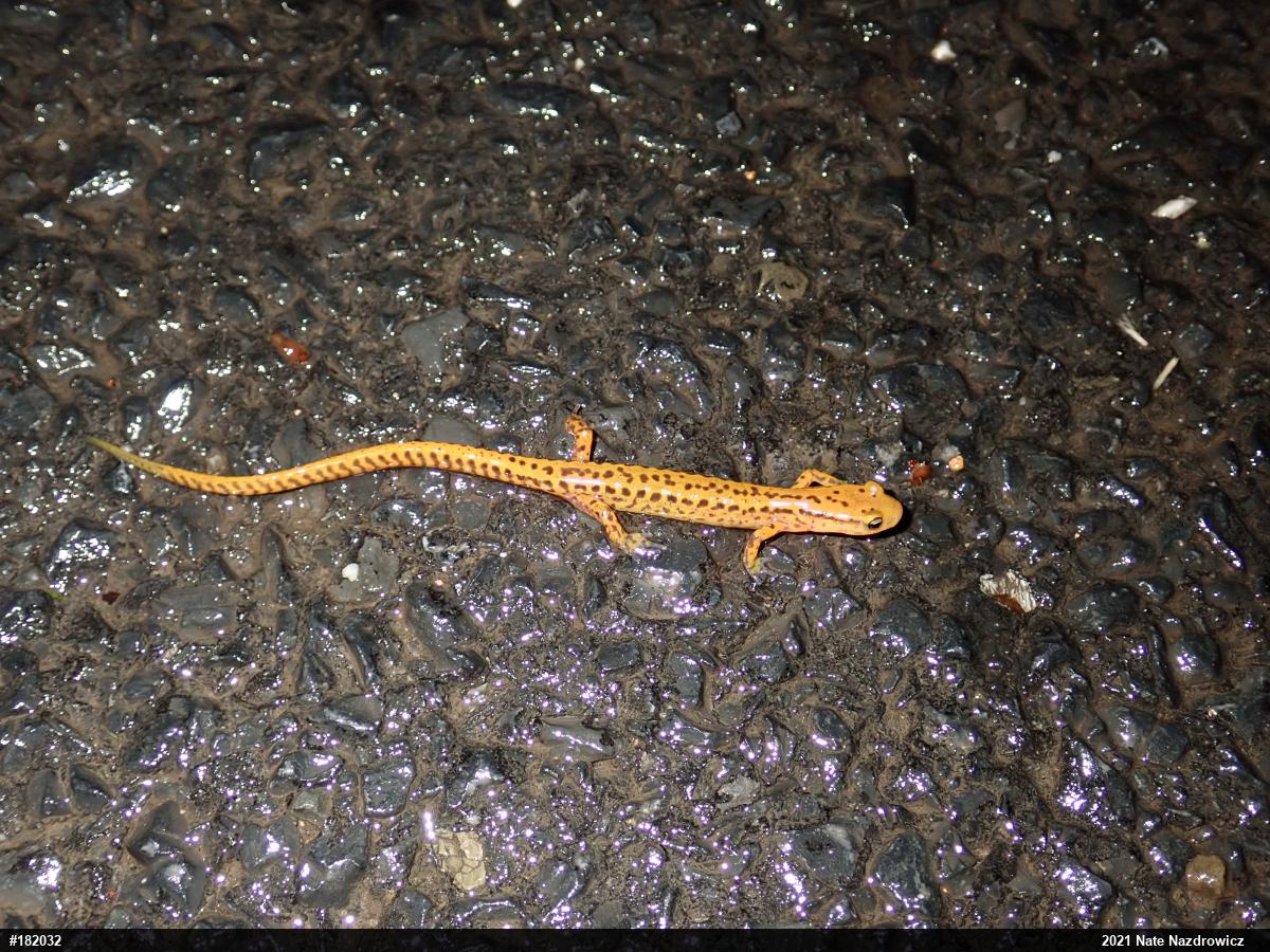 Eastern Long-tailed Salamander
