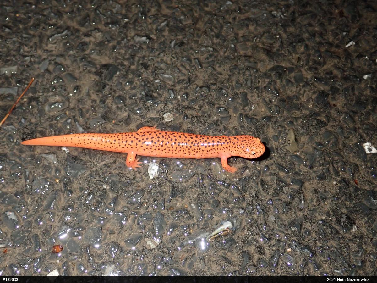 Northern Red Salamander