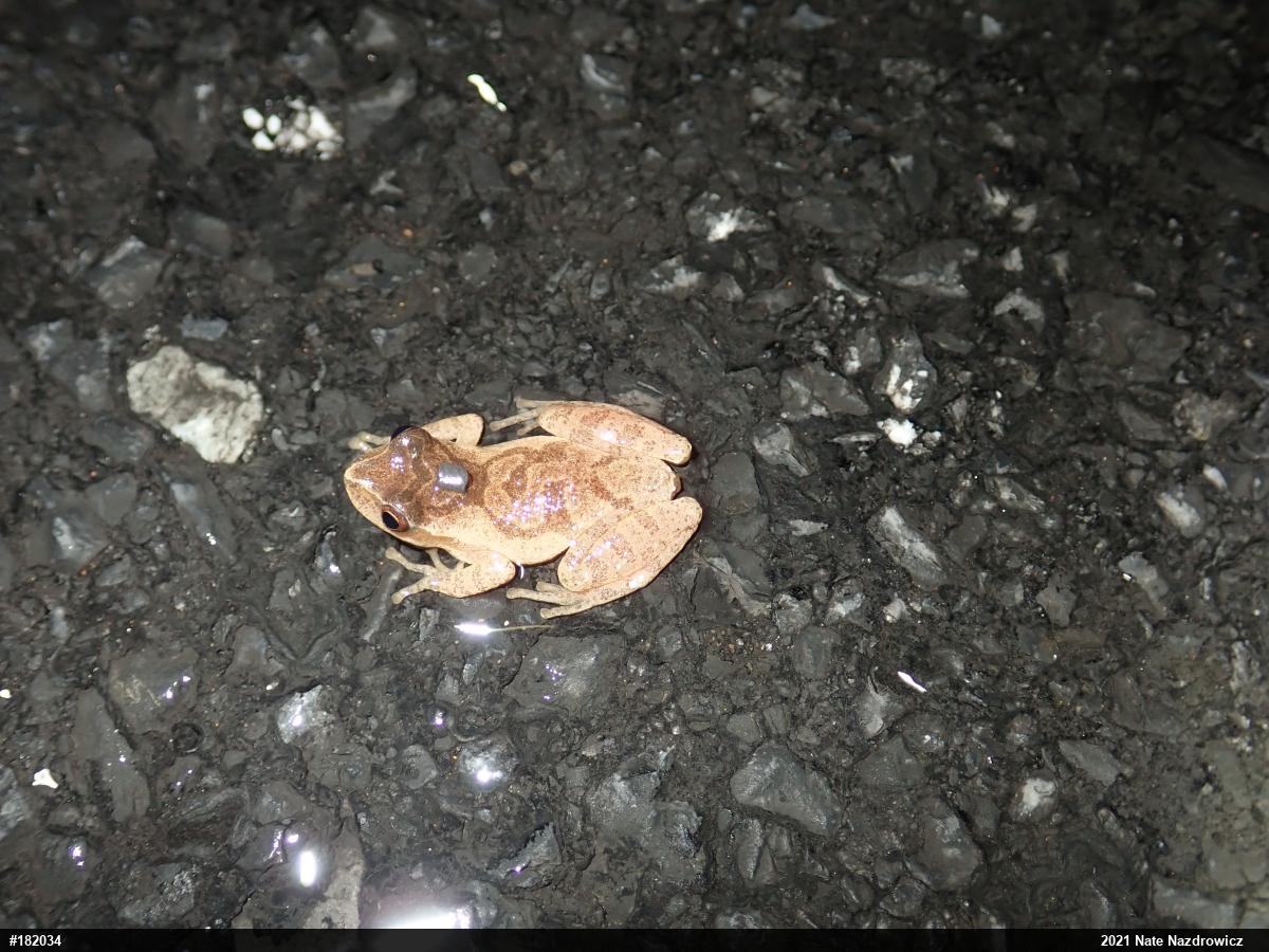 Spring Peeper