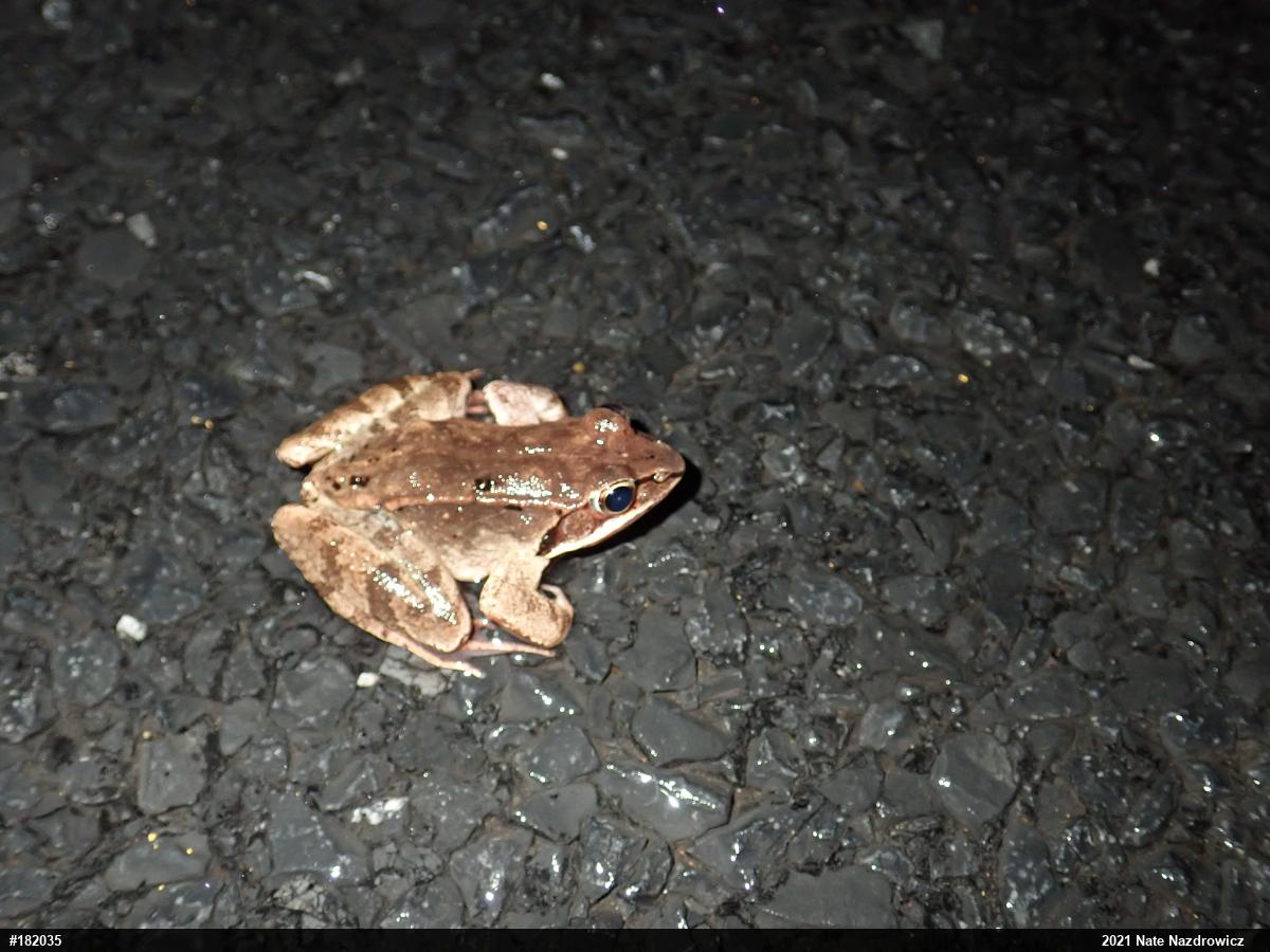 Wood Frog