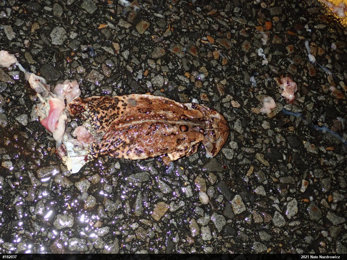 Eastern American Toad