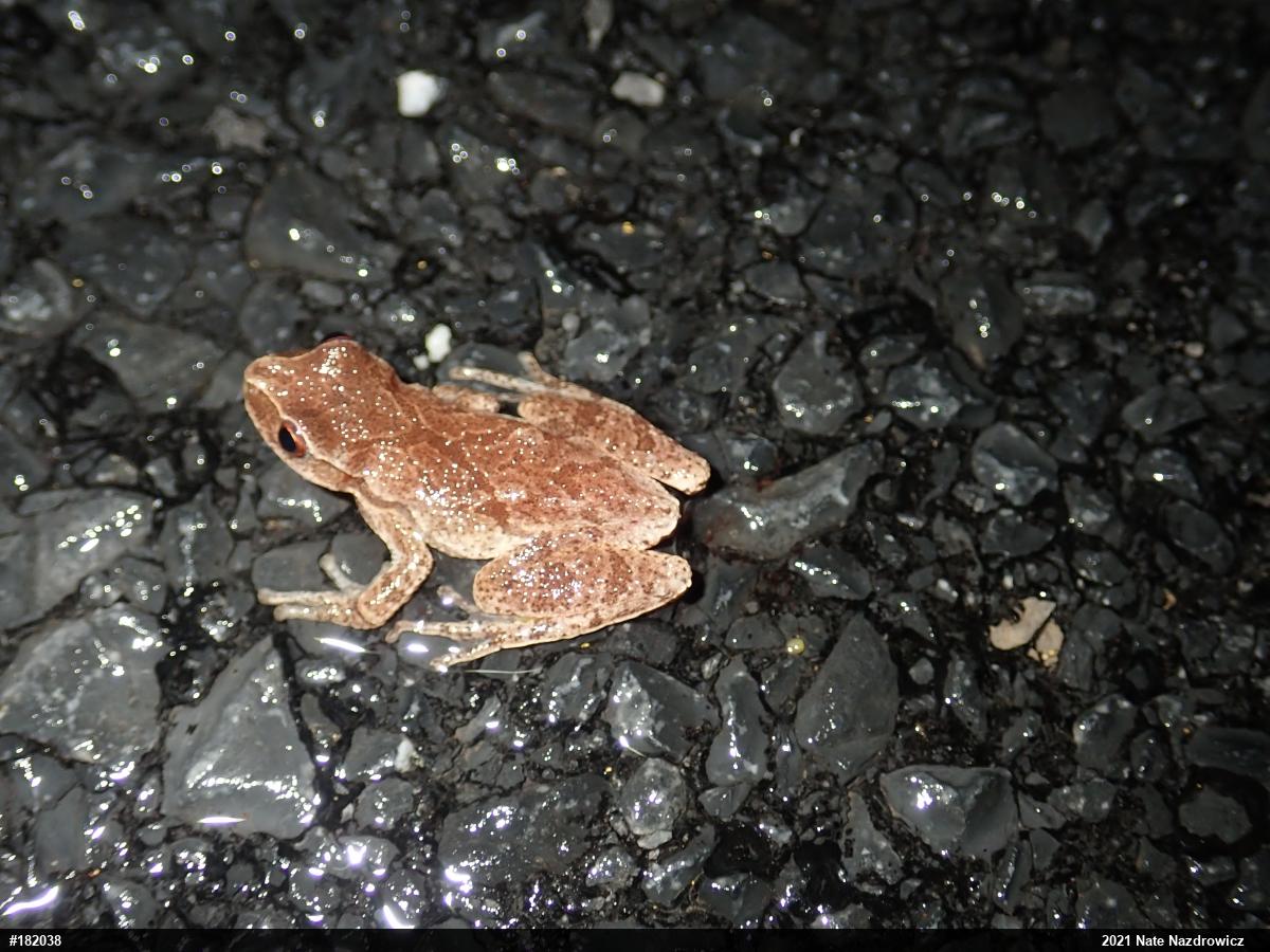 Spring Peeper