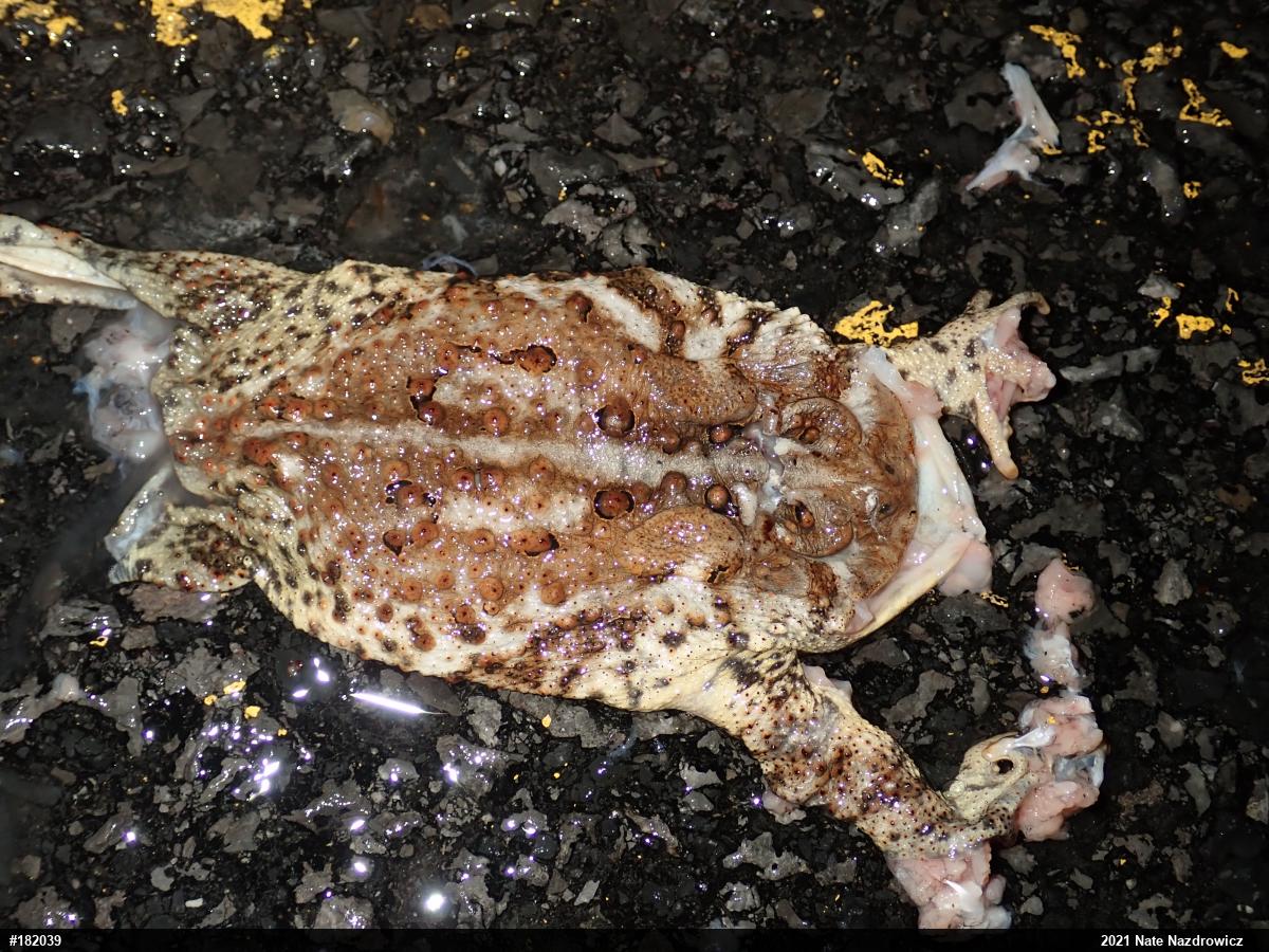 Eastern American Toad