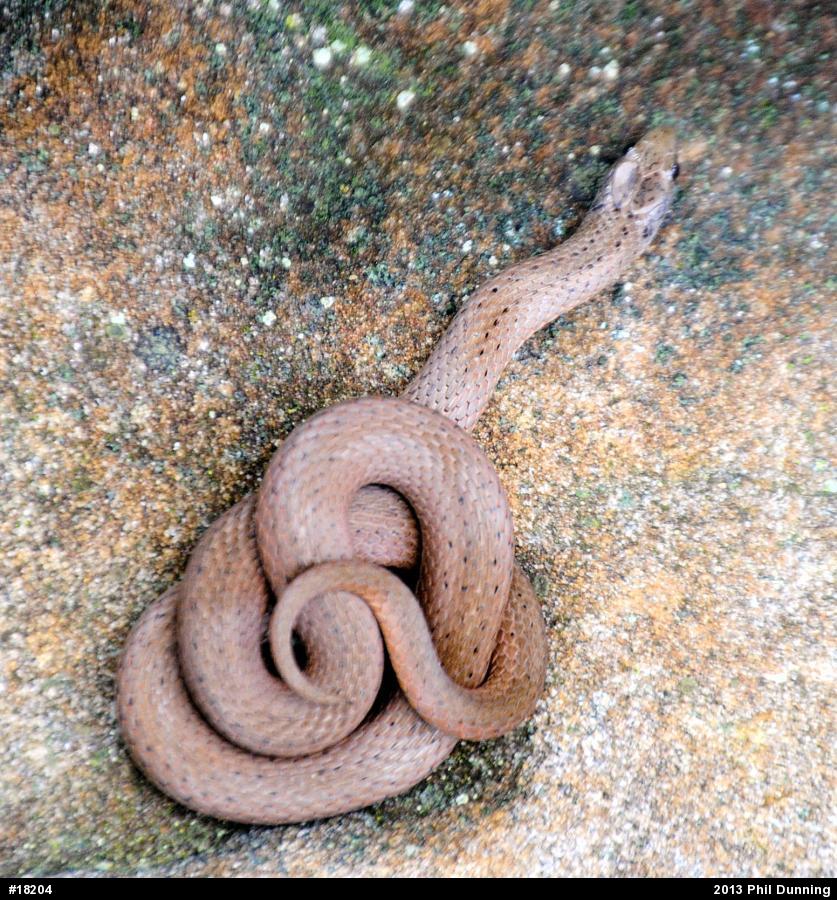 Mountain Earthsnake
