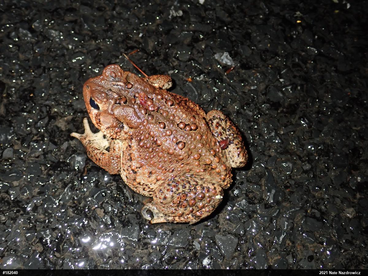 Eastern American Toad