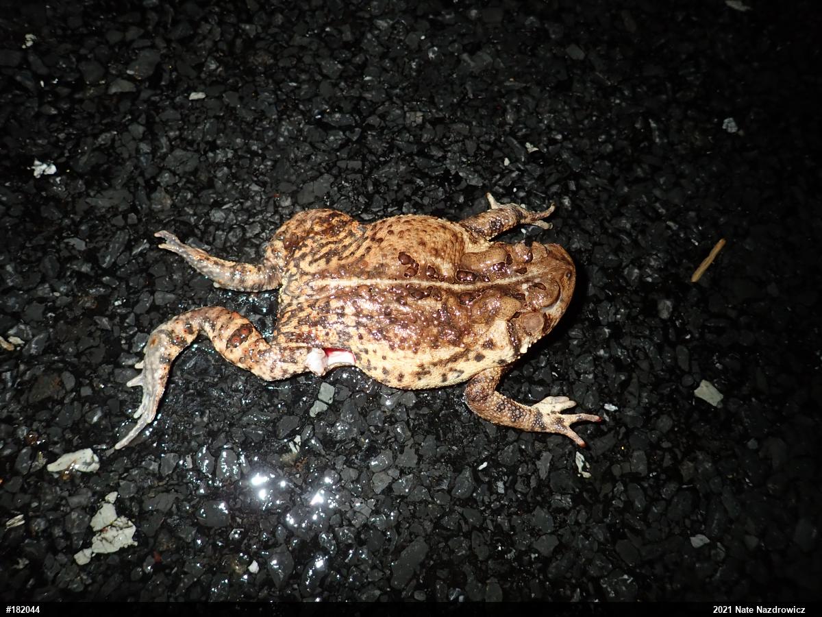 Eastern American Toad
