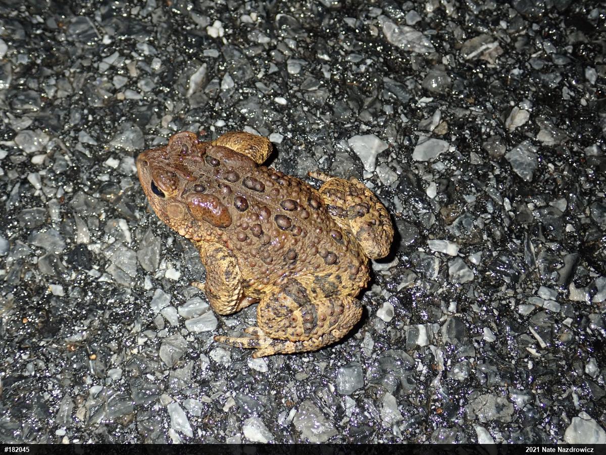 Eastern American Toad