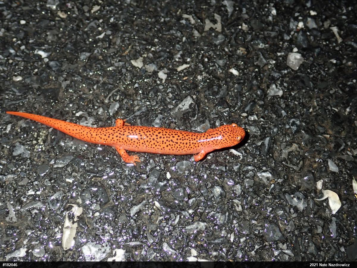 Northern Red Salamander