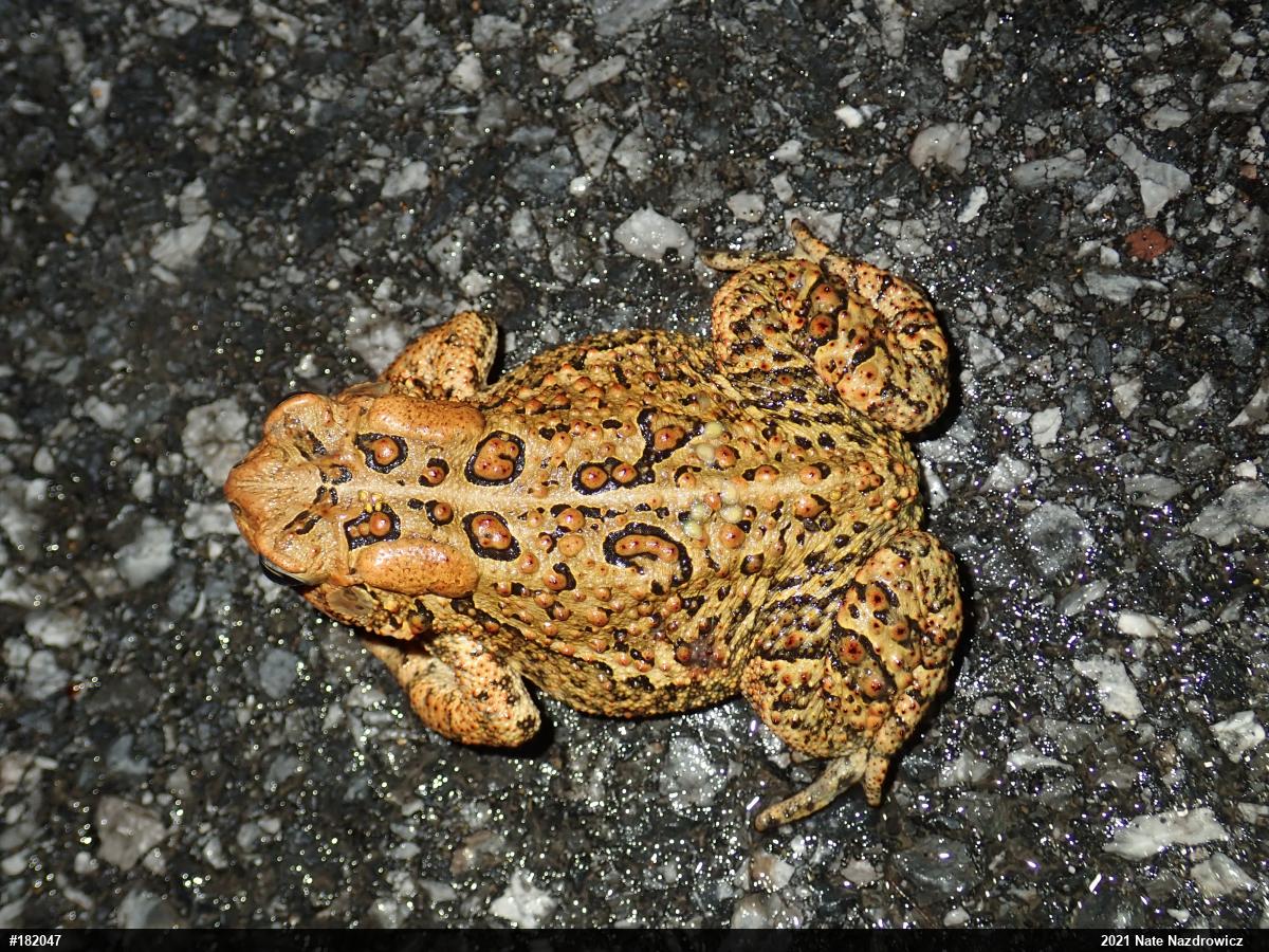 Eastern American Toad