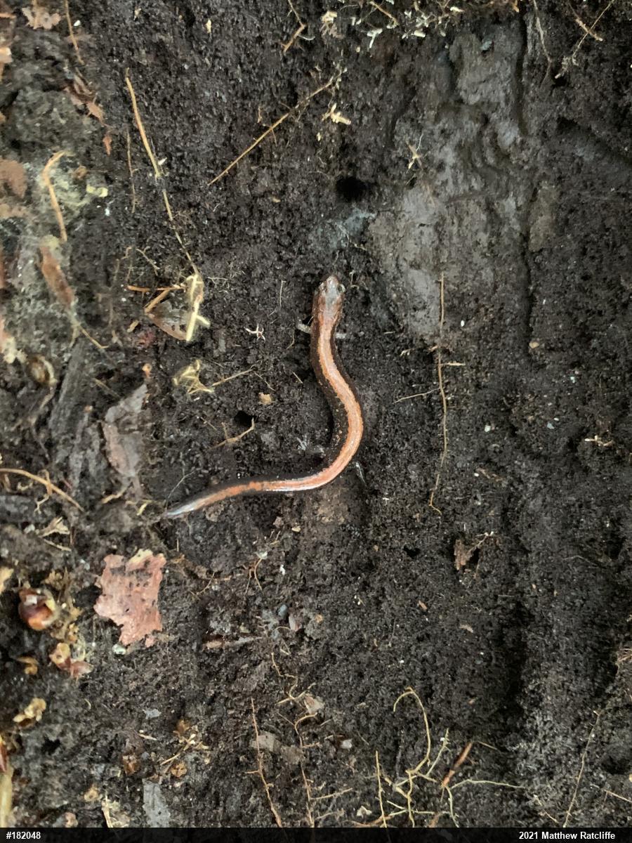 Eastern Red-backed  Salamander