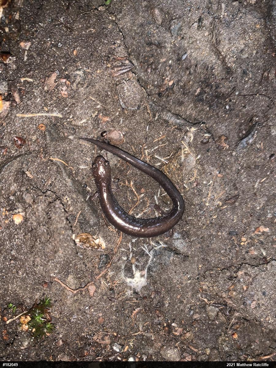 Eastern Red-backed  Salamander