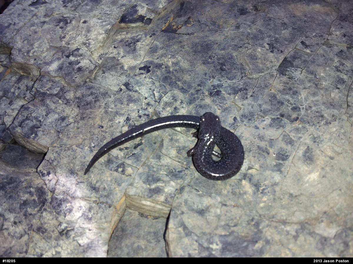 Northern Ravine Salamander
