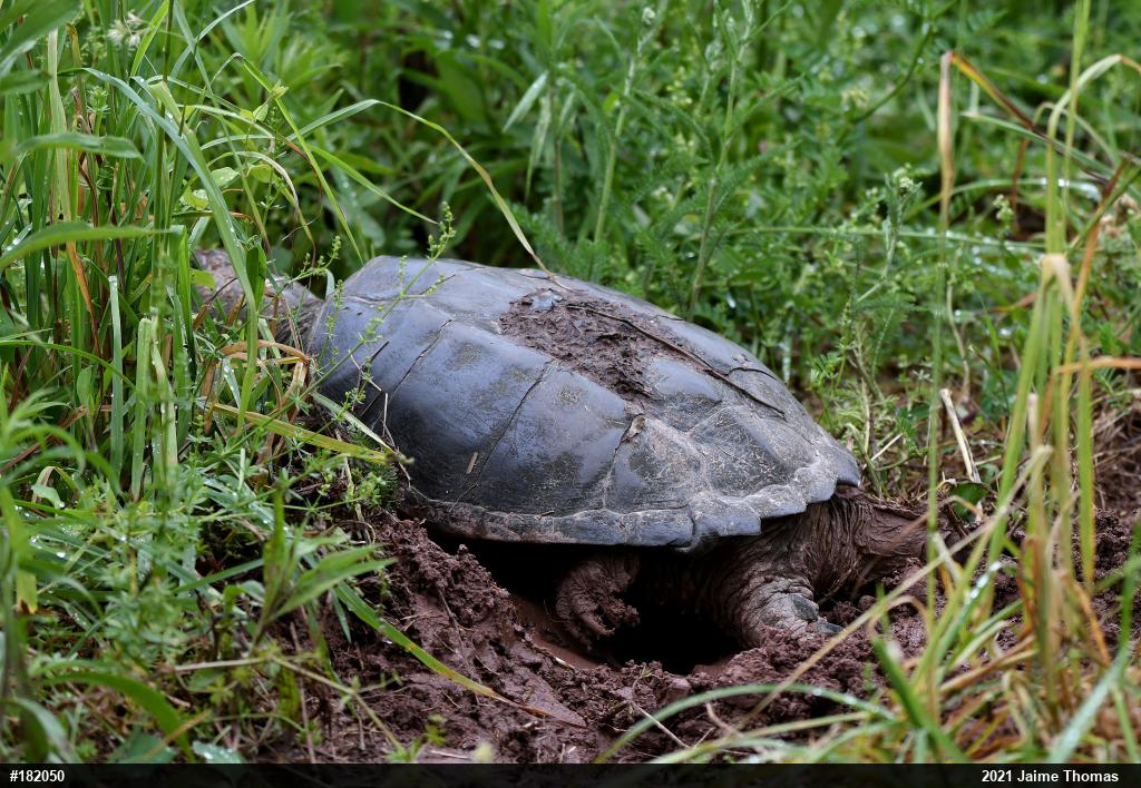 Snapping Turtle