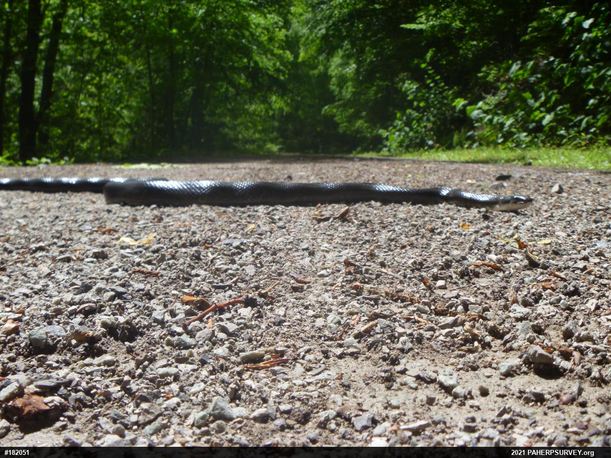 Eastern Ratsnake