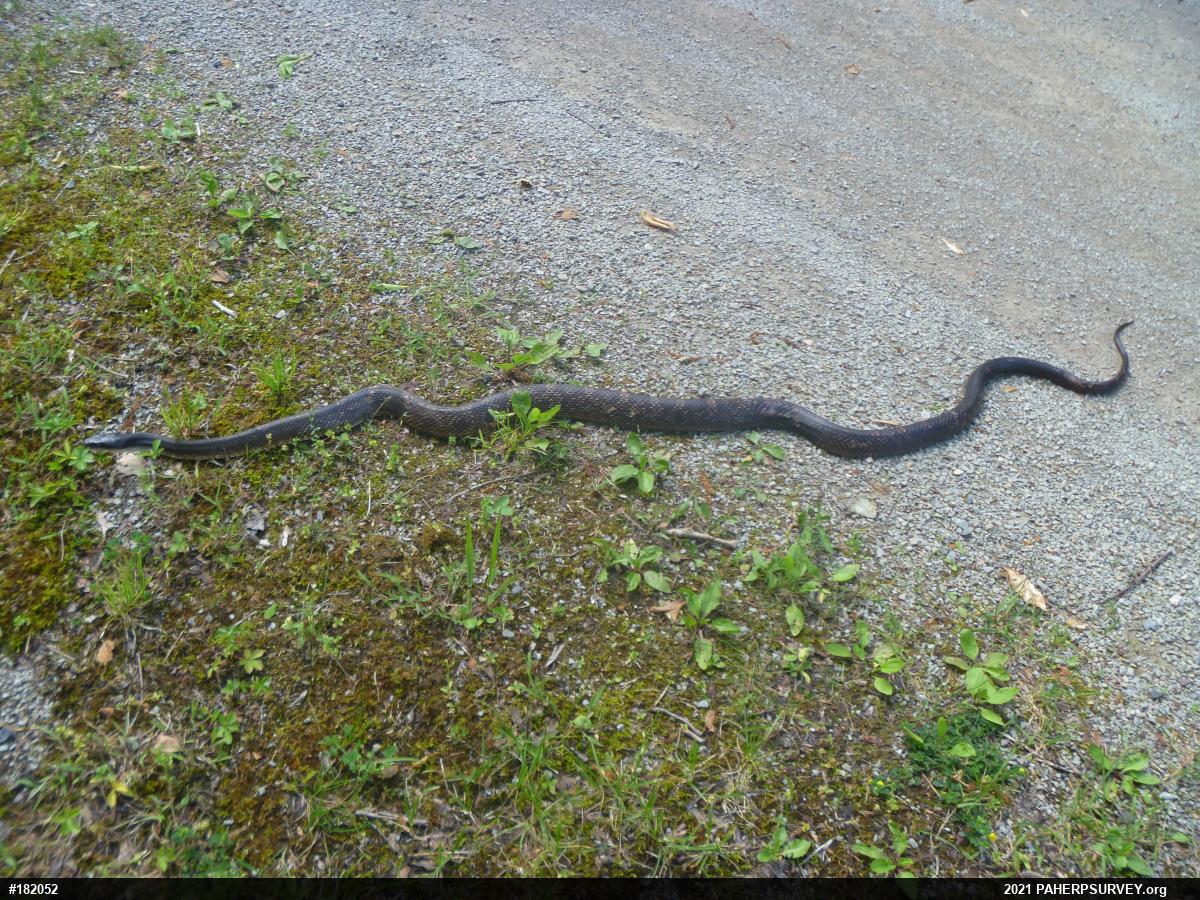 Eastern Ratsnake