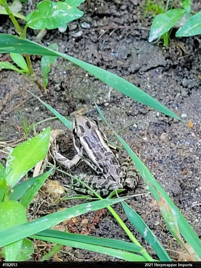 Pickerel Frog