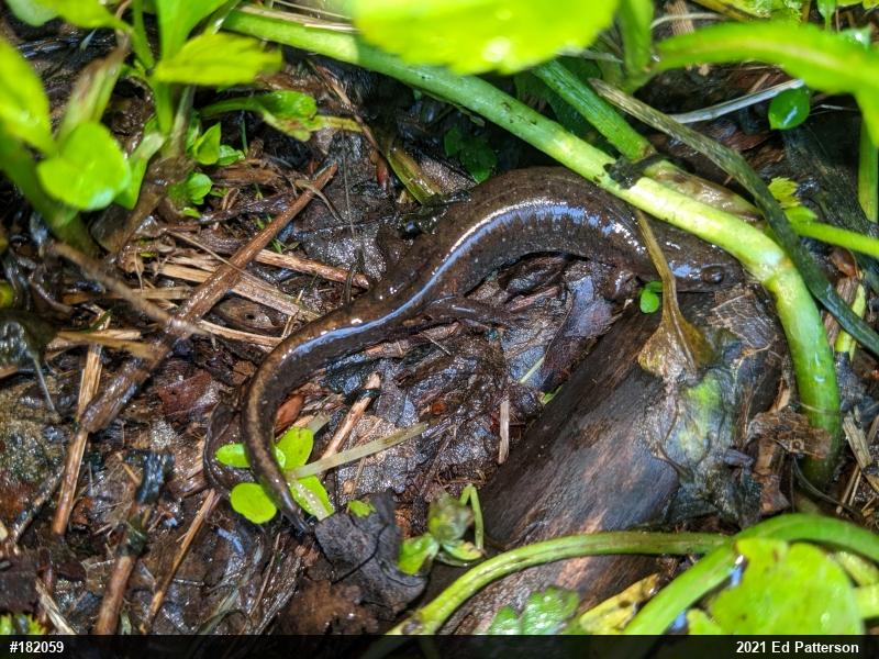 Northern Dusky Salamander