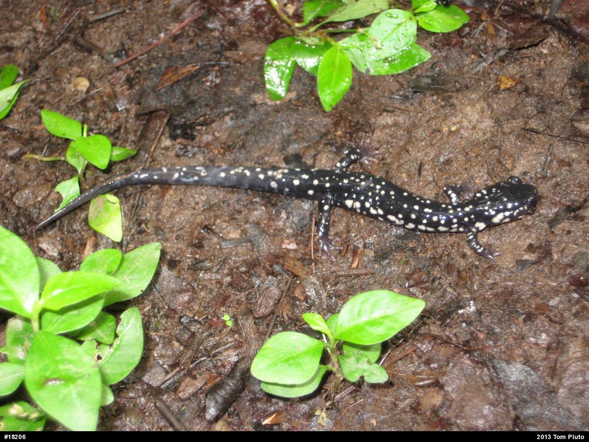 Northern Slimy Salamander