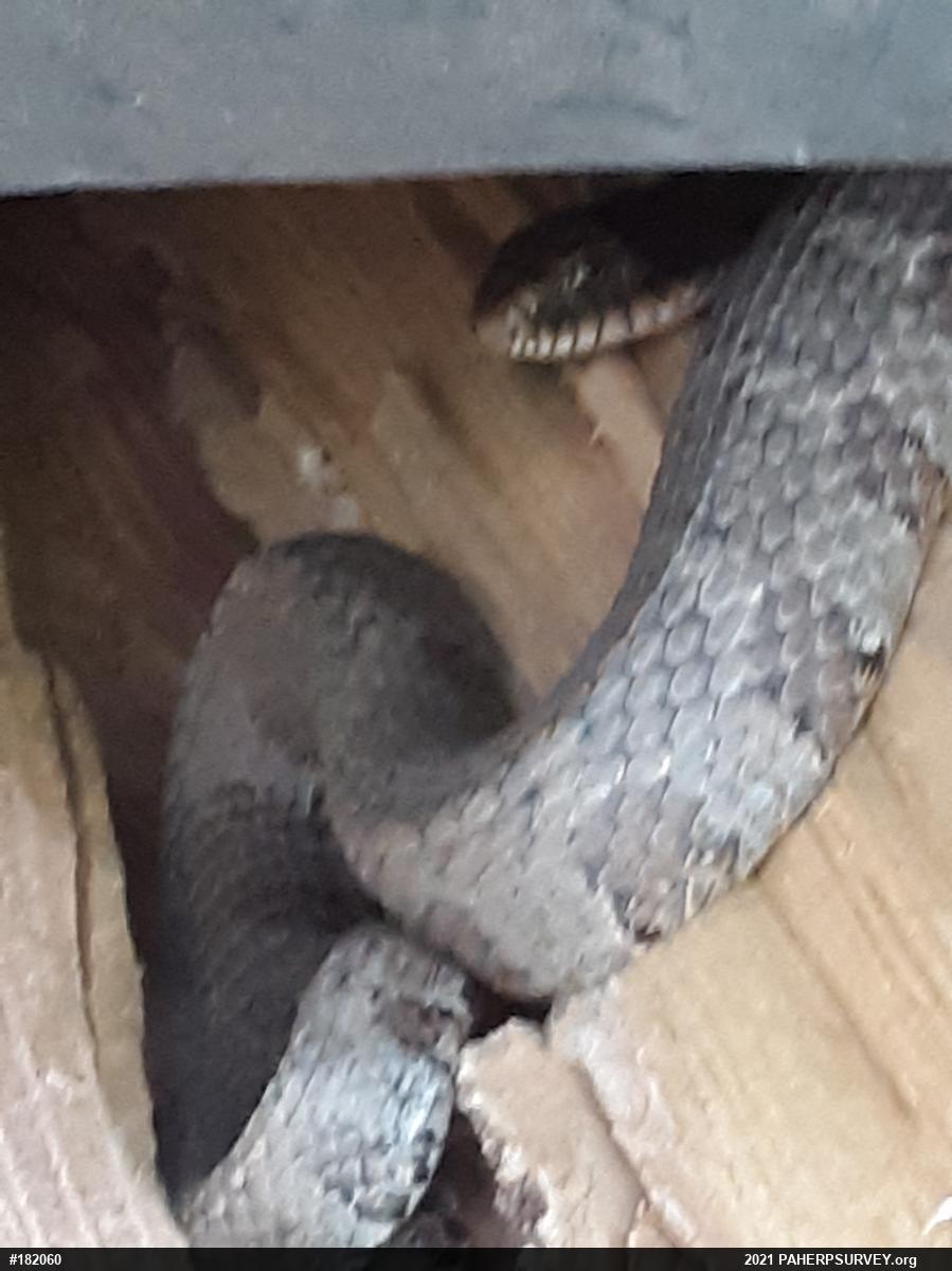 Northern Watersnake