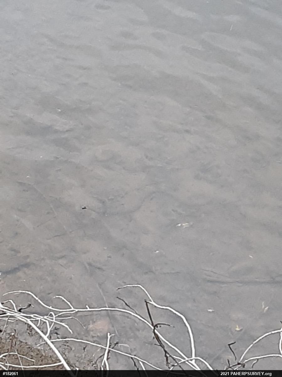 Northern Watersnake