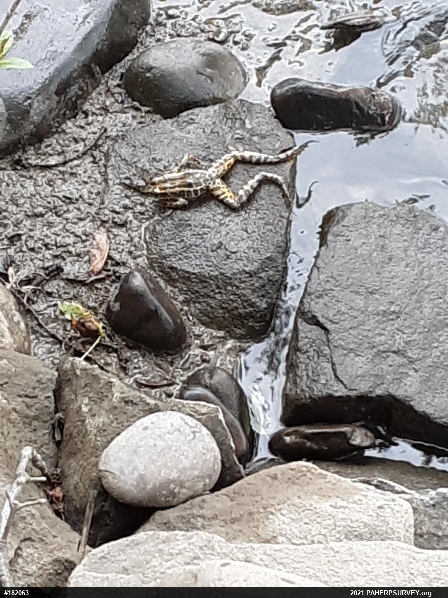 Pickerel Frog