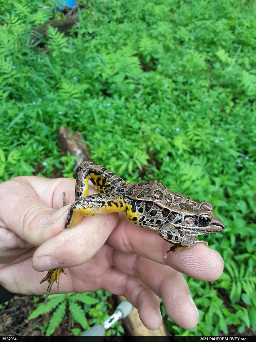 Pickerel Frog