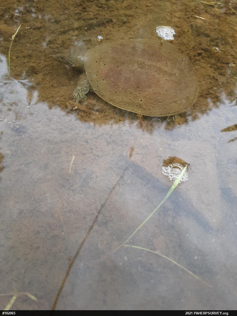 Eastern Spiny Softshell