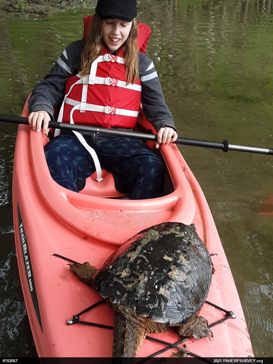 Snapping Turtle