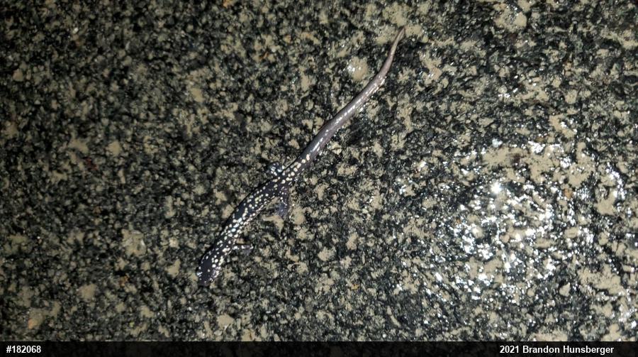 Northern Slimy Salamander