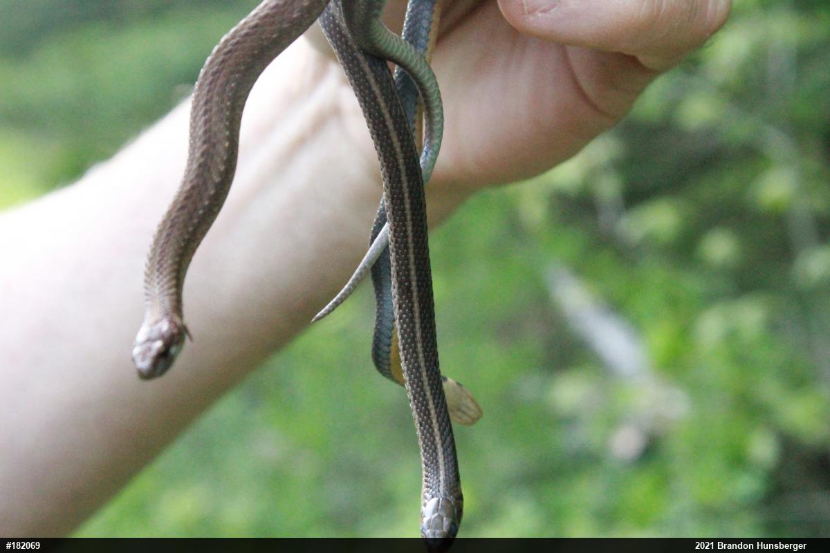 Shorthead Gartersnake