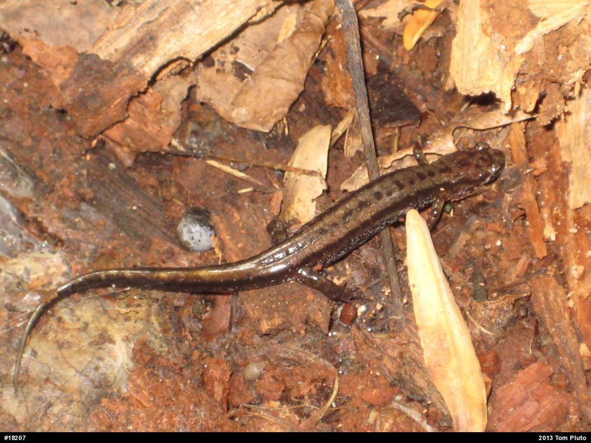 Allegheny Mountain Dusky Salamander