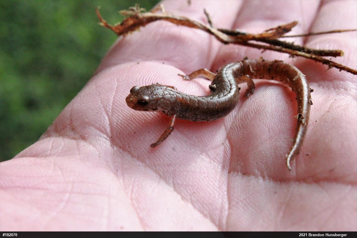 Four-toed Salamander