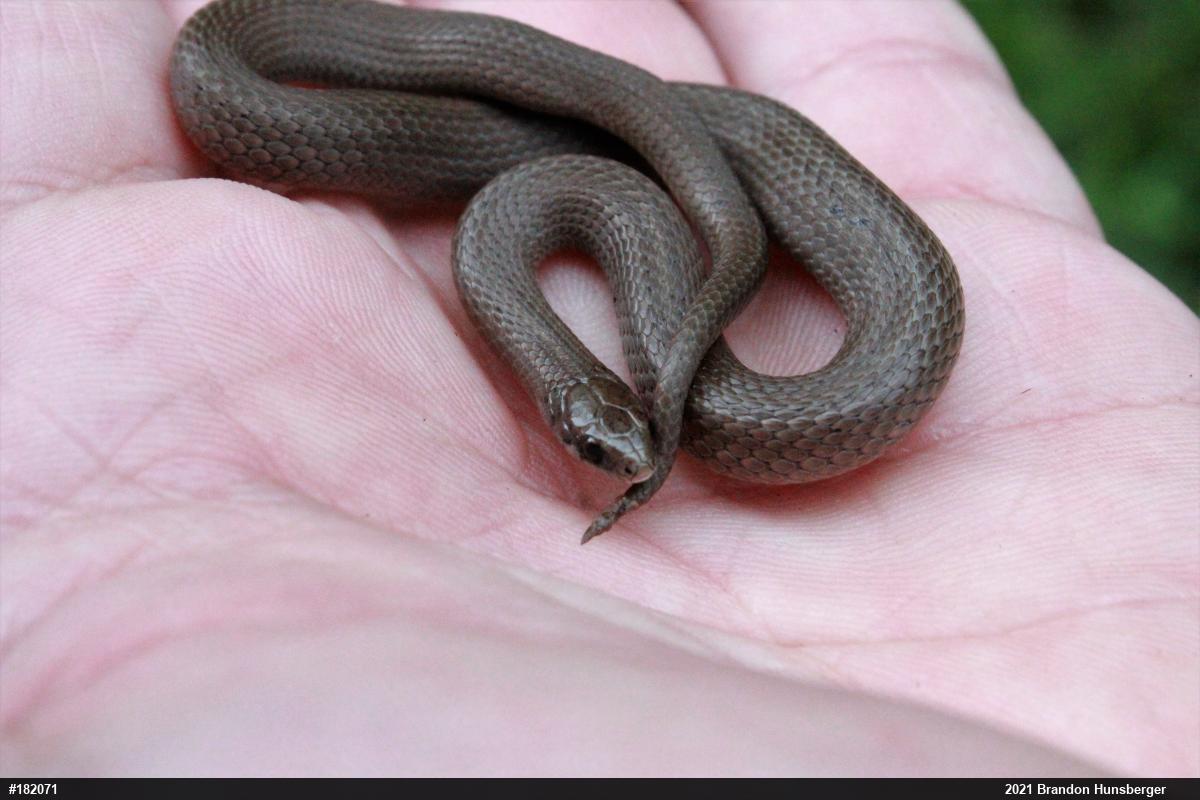 Mountain Earthsnake