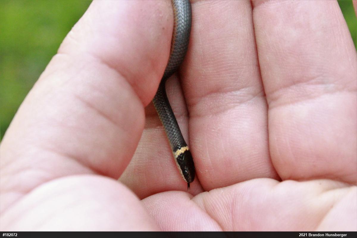 Northern Ring-necked Snake