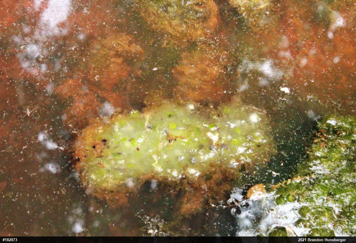 Spotted Salamander