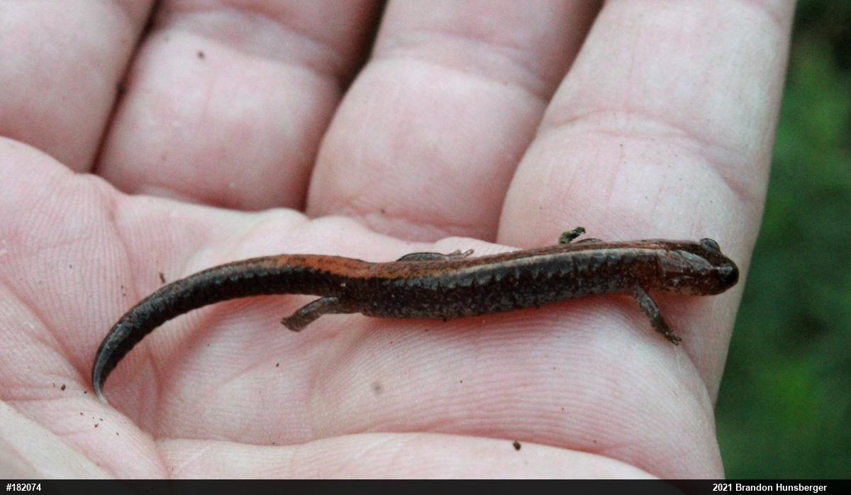 Eastern Red-backed  Salamander
