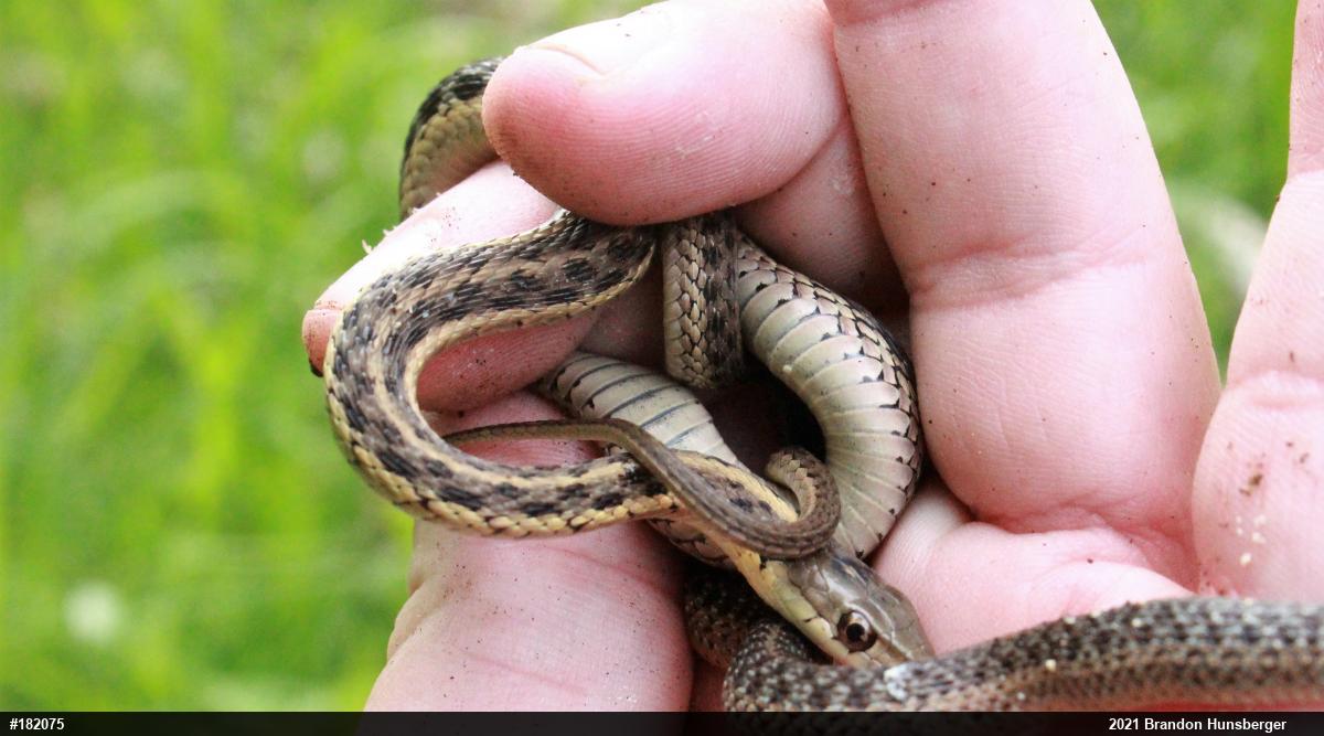 Eastern Gartersnake