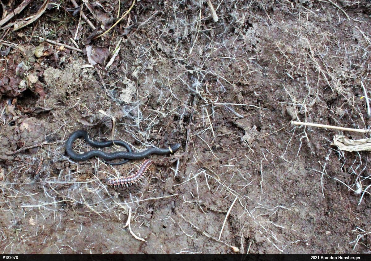 Northern Ring-necked Snake