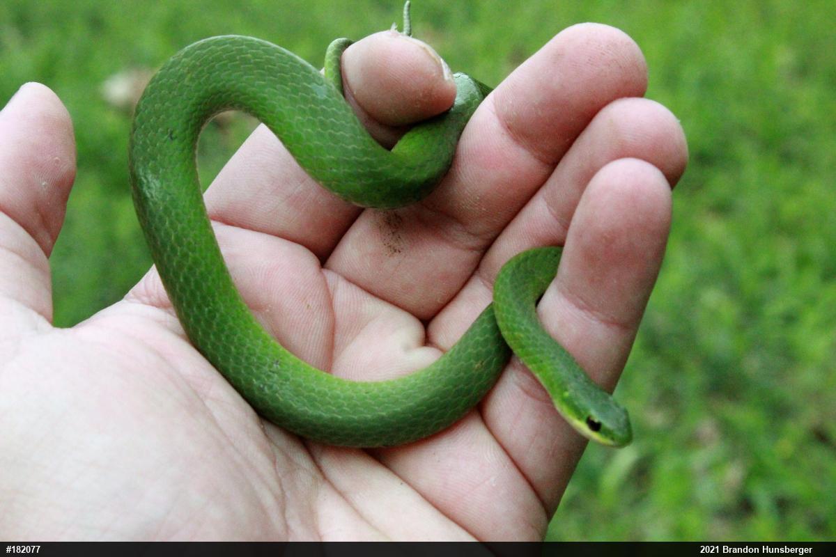 Smooth Greensnake
