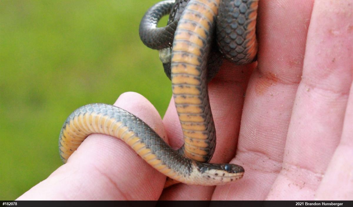 Northern Ring-necked Snake